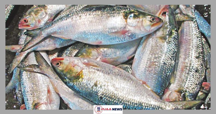 প্রবাসীদের জন্য ১১ হাজার টন ইলিশ পাঠাবে সরকার