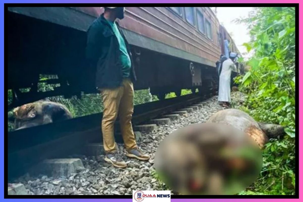 ট্রেনের ধাক্কায় ৬ হাতির মৃত্যু