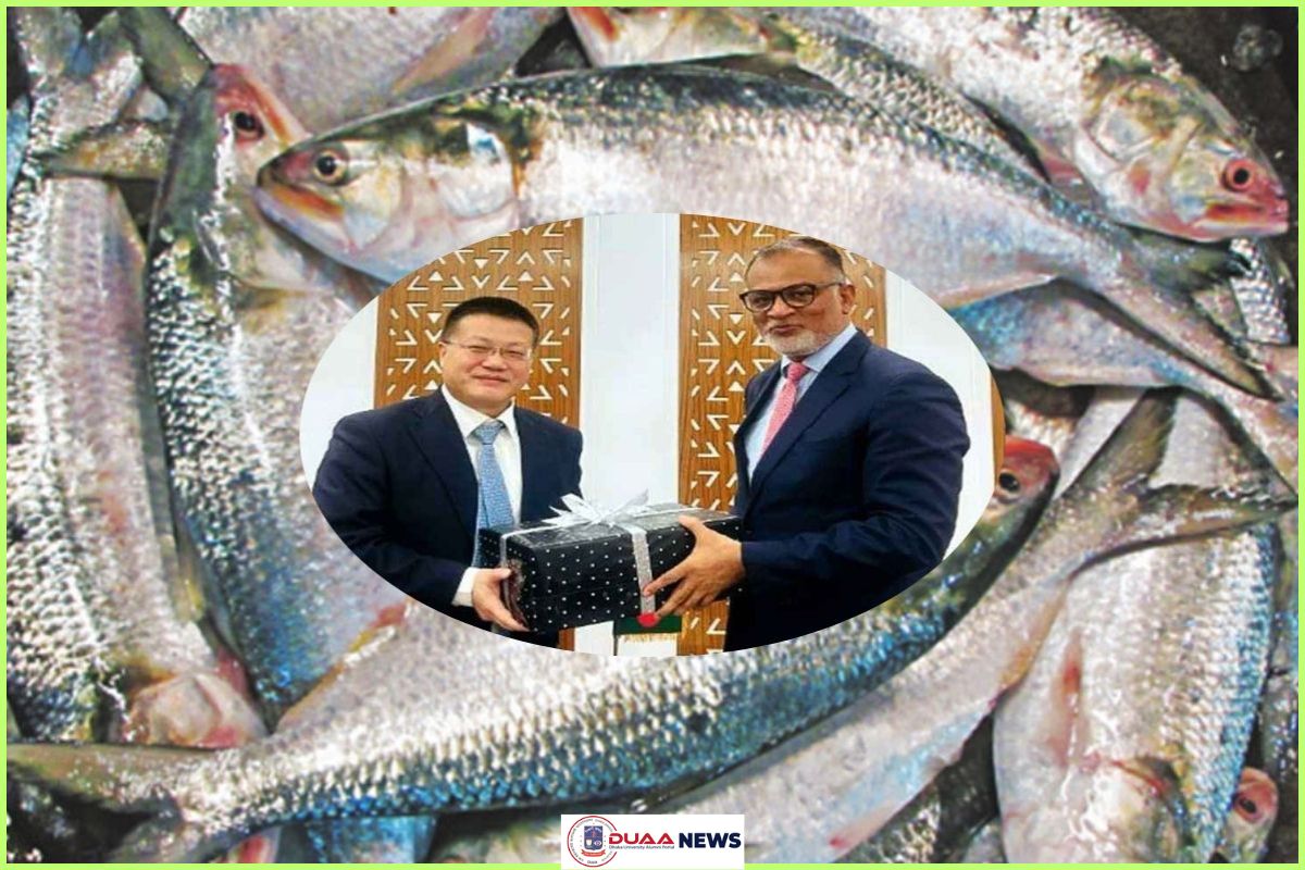 বাংলাদেশ থেকে ইলিশ আমদানিতে আগ্রহী চীন