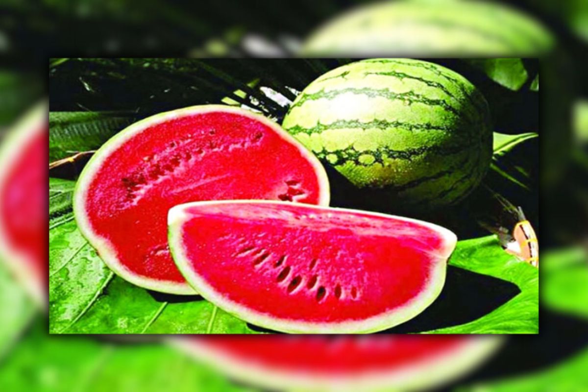 পাকা ও মিষ্টি তরমুজ চেনার সহজ উপায়