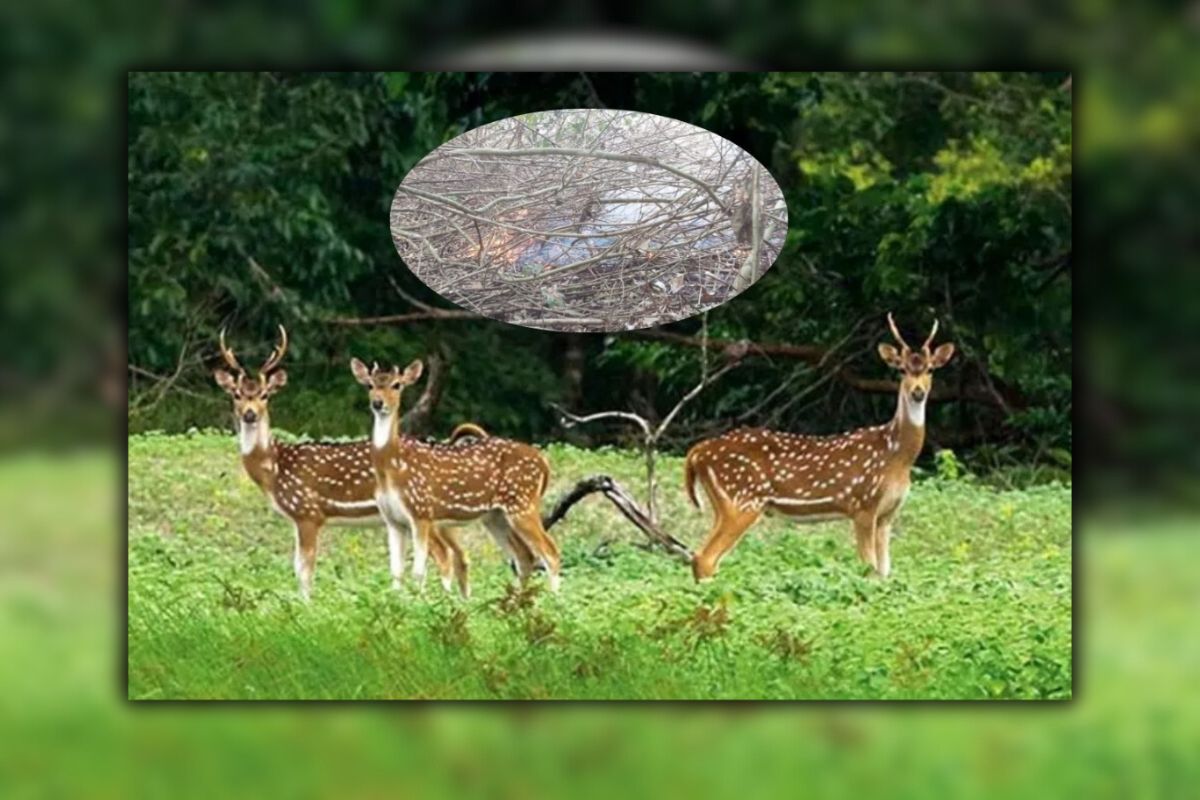 সুন্দরবনে আগুন, ৮ ঘণ্টায় সম্ভব হয়নি নেভানো
