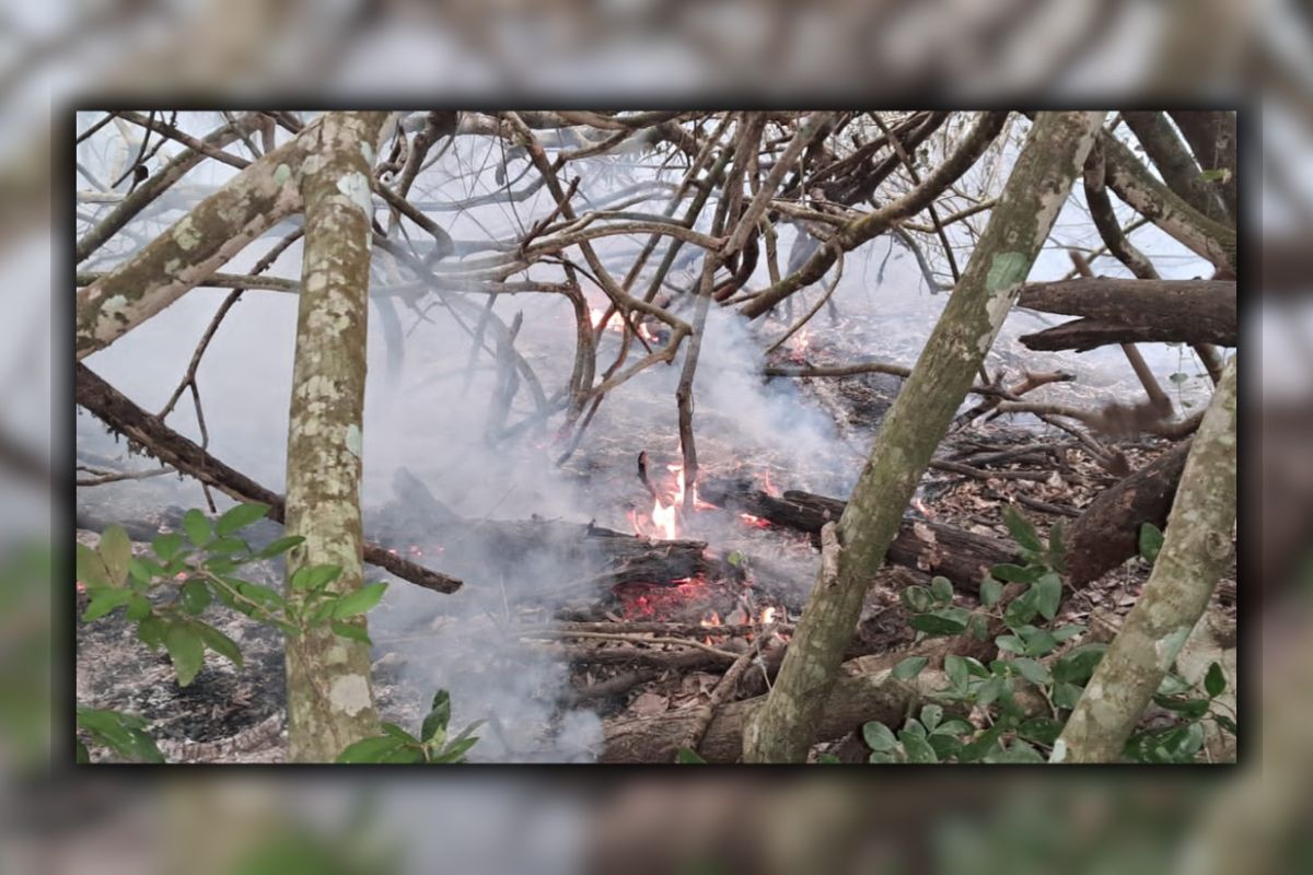 সকাল থেকে এখনো জ্বলছে সুন্দরবন