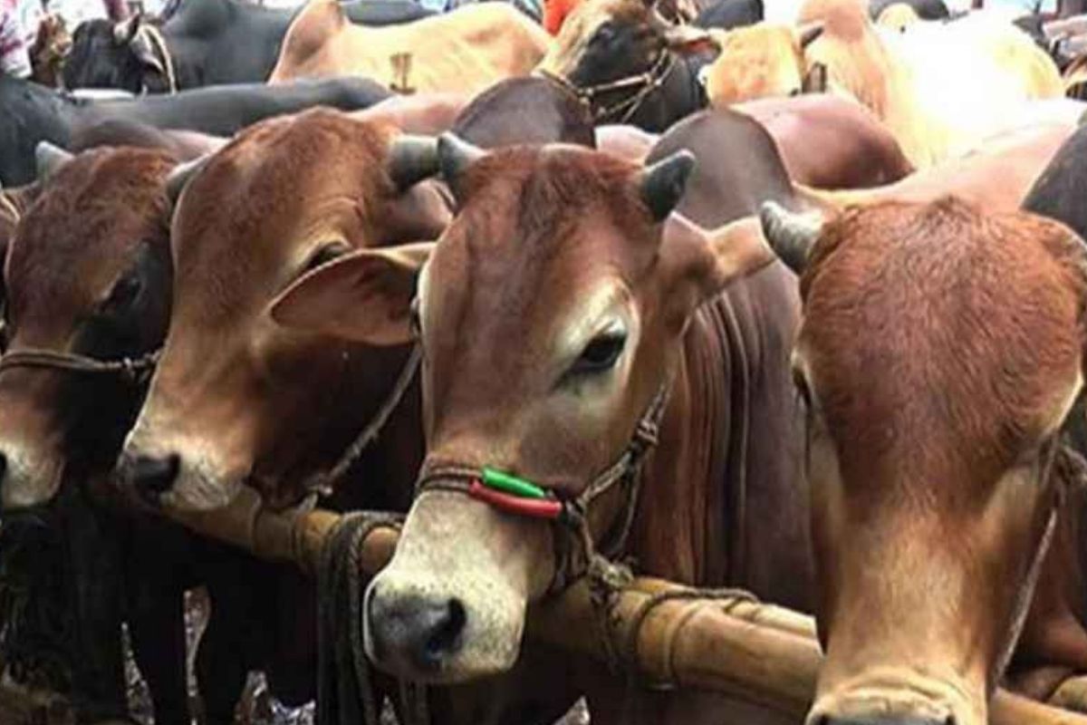 ঈদুল আজহার সম্ভাব্য তারিখ প্রকাশ