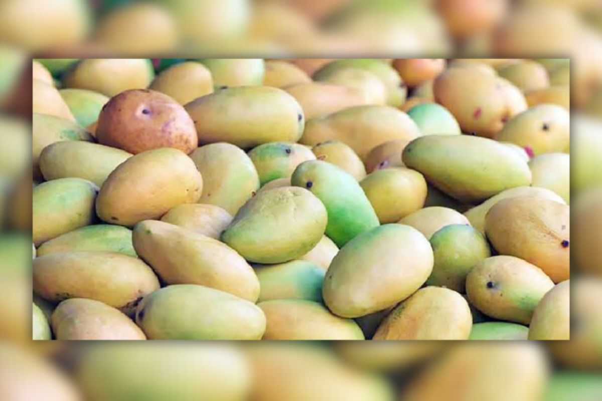 কাতারে অনুষ্ঠিত হতে যাচ্ছে বাংলাদেশি আম উৎসব