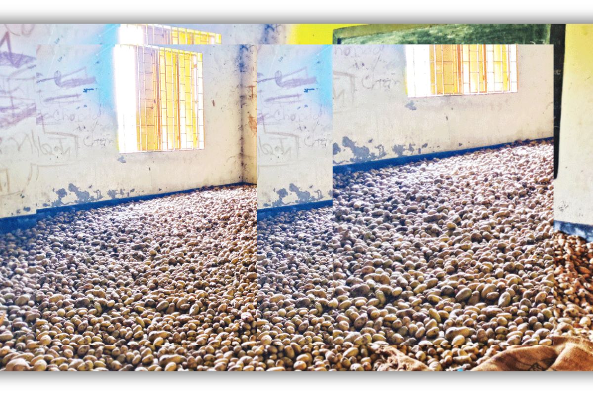 ক্লাসরুমে প্রভাবশালীর আলু সংরক্ষণ, ব্যাহত হচ্ছে শিক্ষা কার্যক্রম