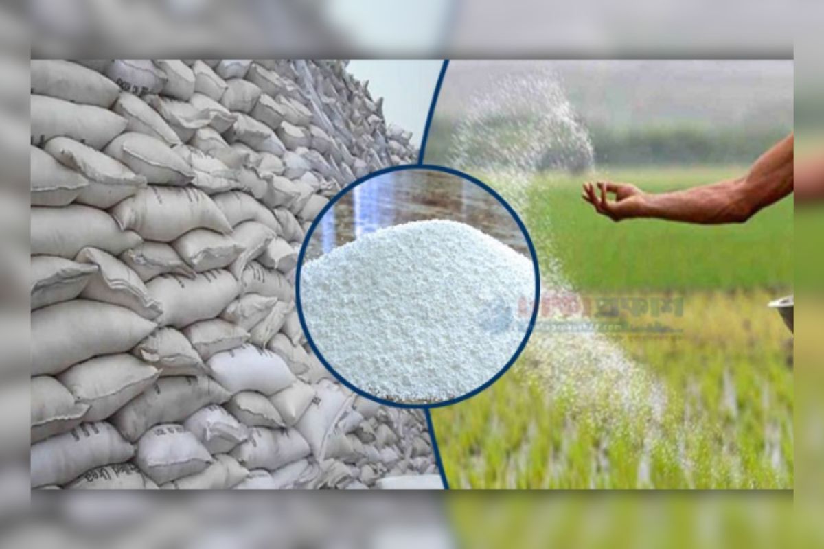 সৌদি ও মরক্কো থেকে ৭০ হাজার টন সার কিনবে সরকার
