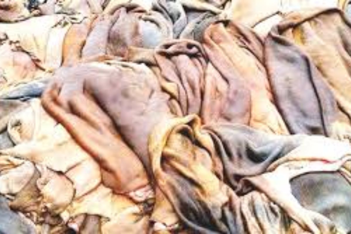 কোরবানির চামড়ার ন্যায্য মূল্য নিশ্চিতে উচ্চ পর্যায়ের কমিটি গঠনের নির্দেশ
