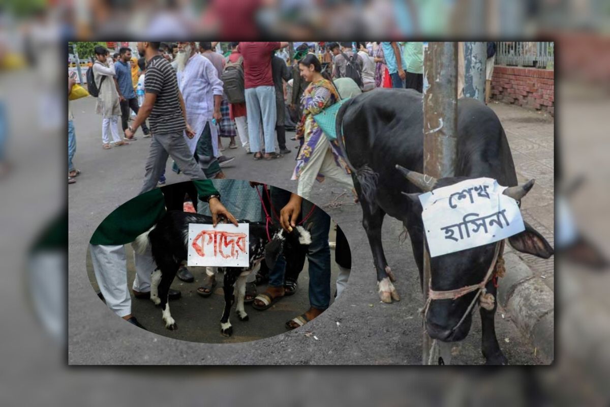 শাহবাগে আওয়ামী লীগ নেতাদের নামে গরু-ছাগল জ-বা-ই