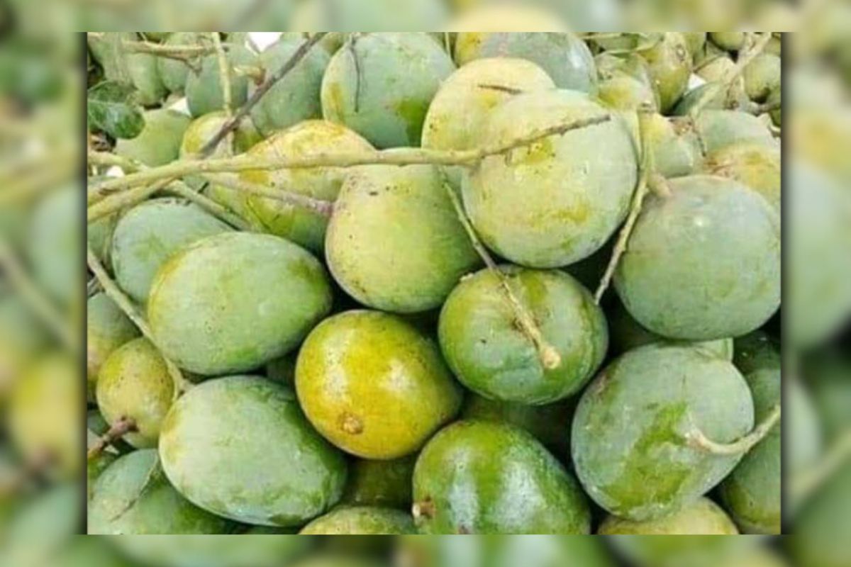 বাজারে মিলছে আম, ফরমালিনমুক্ত কিনা চিনবেন যেভাবে