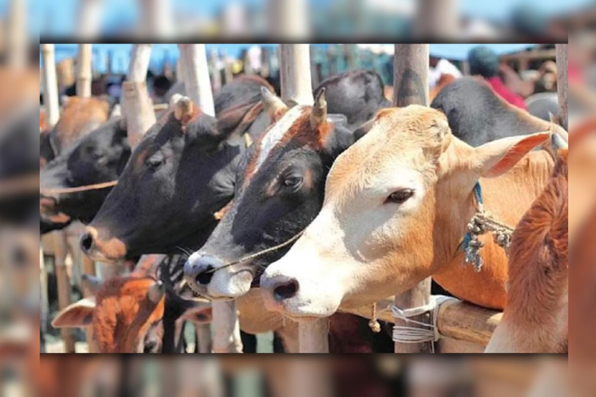 এবার রাজধানীর যেসব স্থানে বসছে কু’রবানির পশুর হাট