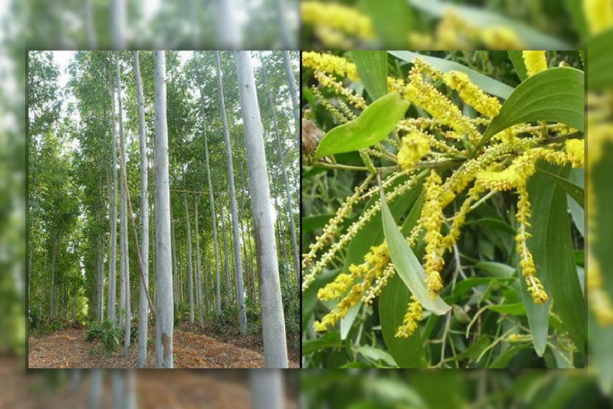 নিষিদ্ধ হল ২ প্রজাতির গাছ