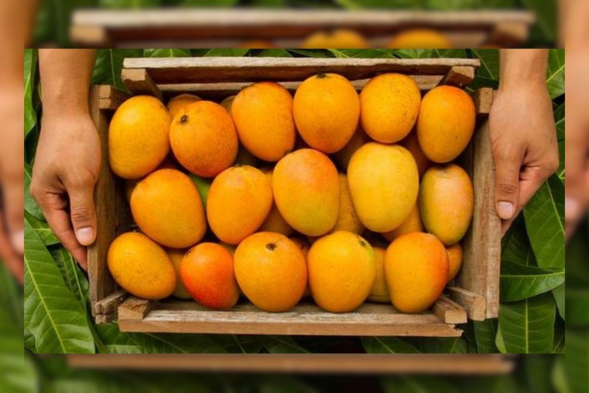 ভারতের আমের চালান ফিরিয়ে দিল যুক্তরাষ্ট্র
