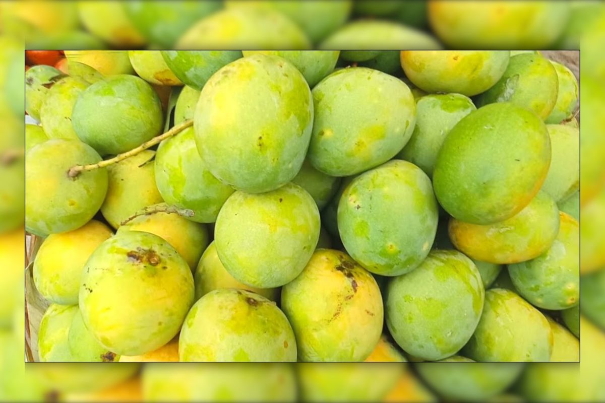 নতুন দুয়ার উন্মোচন; চীনে যাচ্ছে ৫০ টন আম
