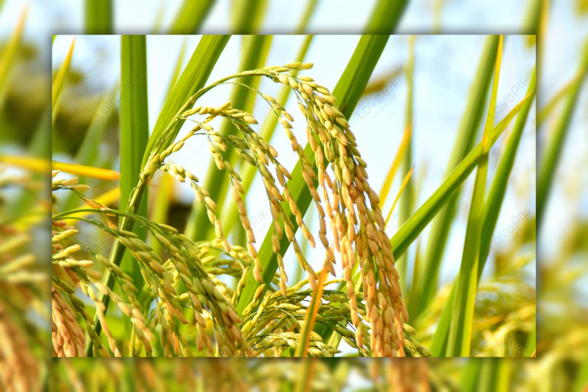 দেশে রাশায়নিক ও কীটনাশকমুক্ত ধান উদ্ভাবন
