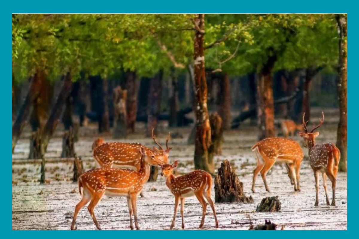 সুন্দরবনের কর্মকর্তা-কর্মচারীদের ঈদের ছুটি বাতিল, সর্বোচ্চ সতর্কতা জারি