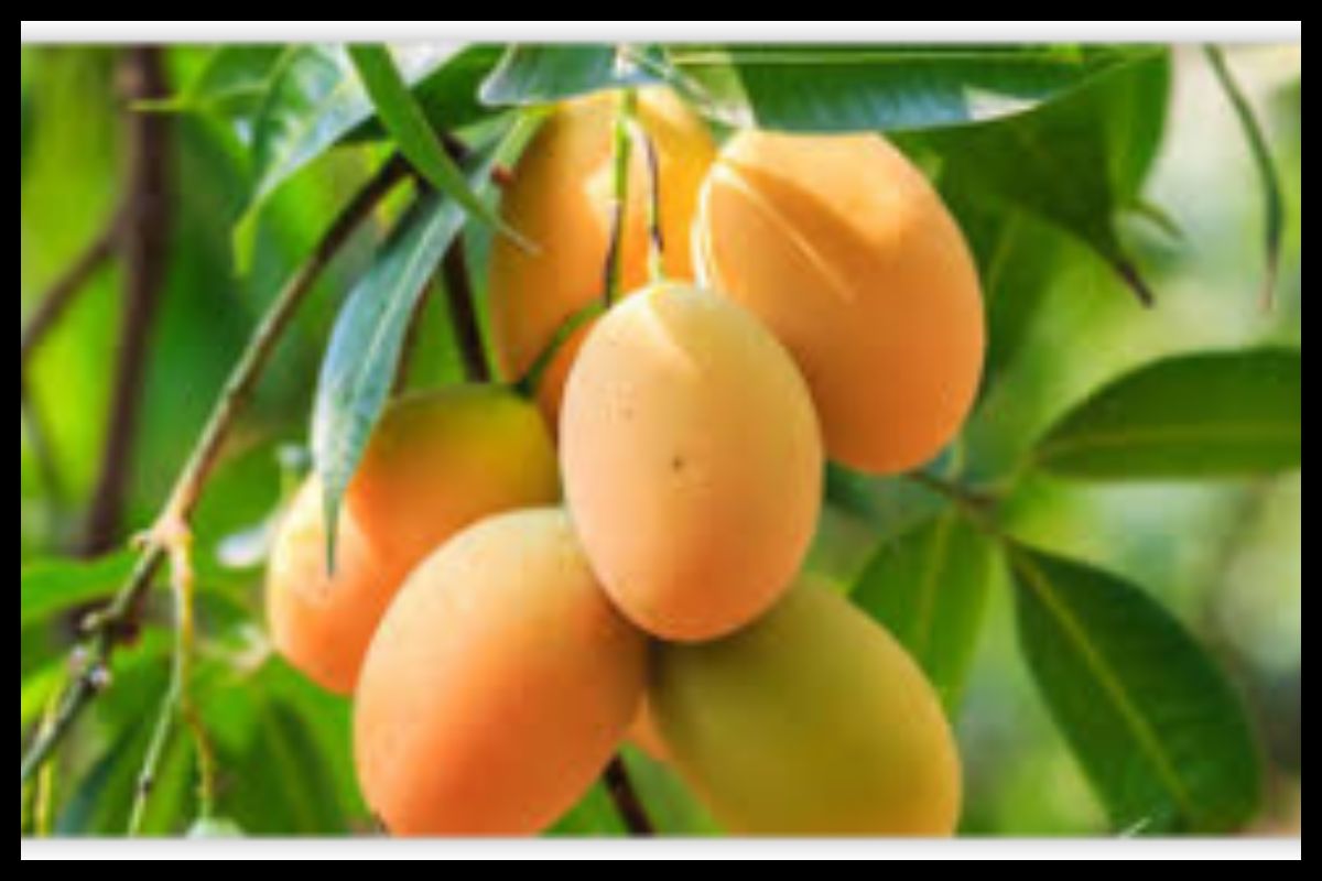 আম নিয়ে গবেষণায় উঠে এল চাঞ্চল্যকর তথ্য