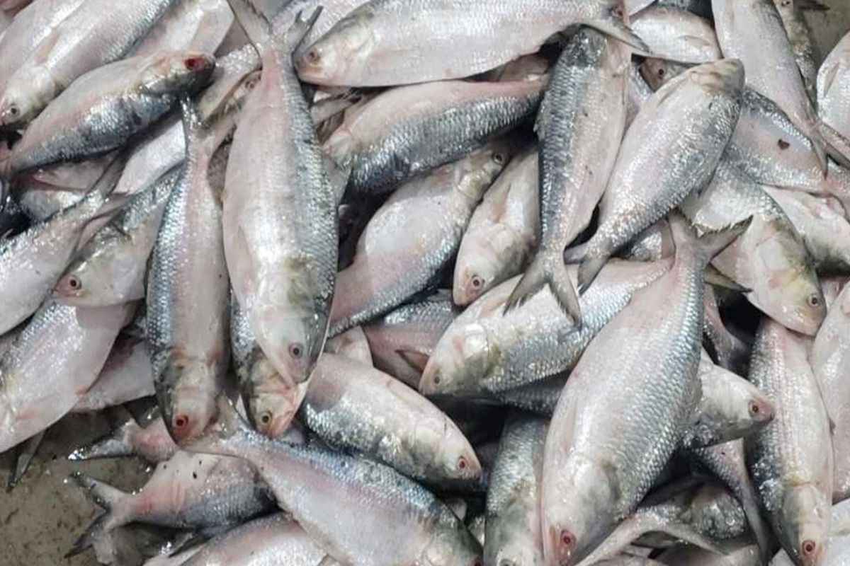 ইলিশ চেয়ে বাংলাদেশকে ভারতের ব্যবসায়ীদের চিঠি