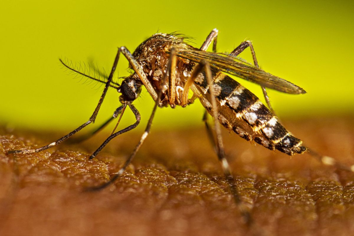 জুলাইয়ে ডেঙ্গুতে মৃ’ত্যুর নতুন মাইলফলক