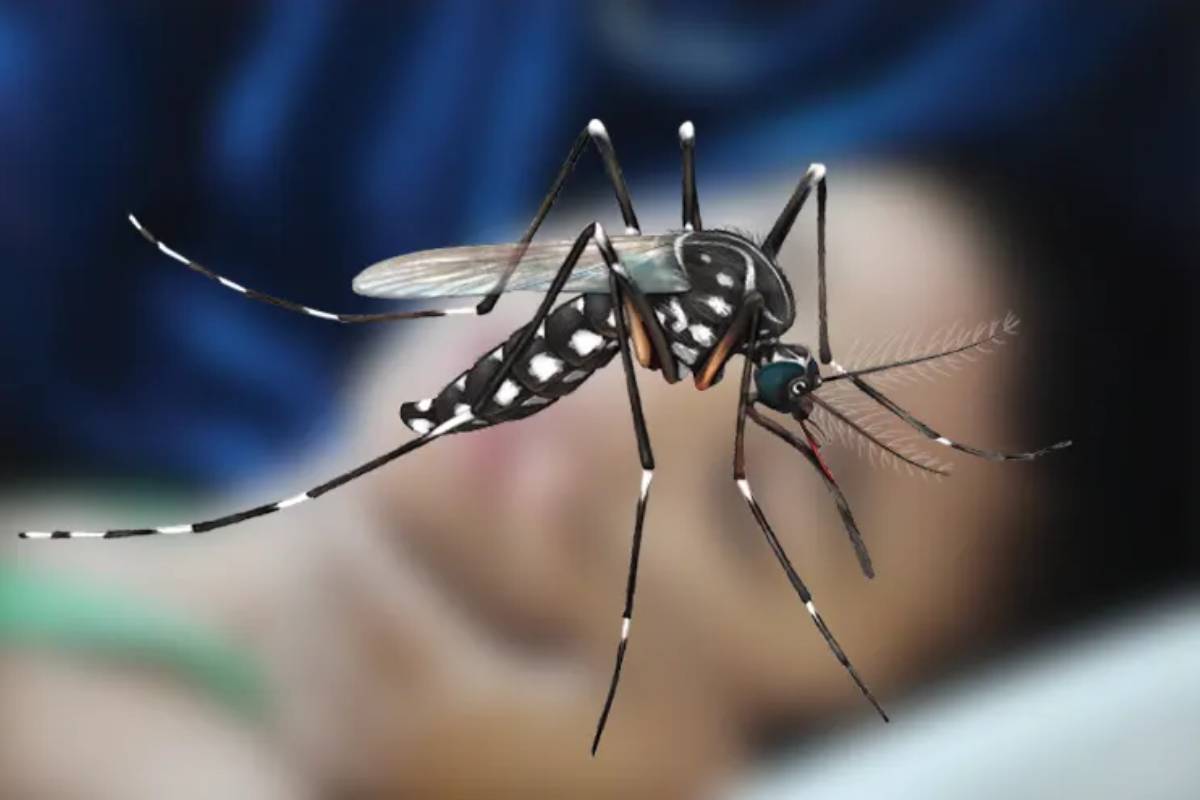 ডেঙ্গুতে আবারও ৩ প্রাণহানি, একদিনে আক্রান্ত ৪২৮
