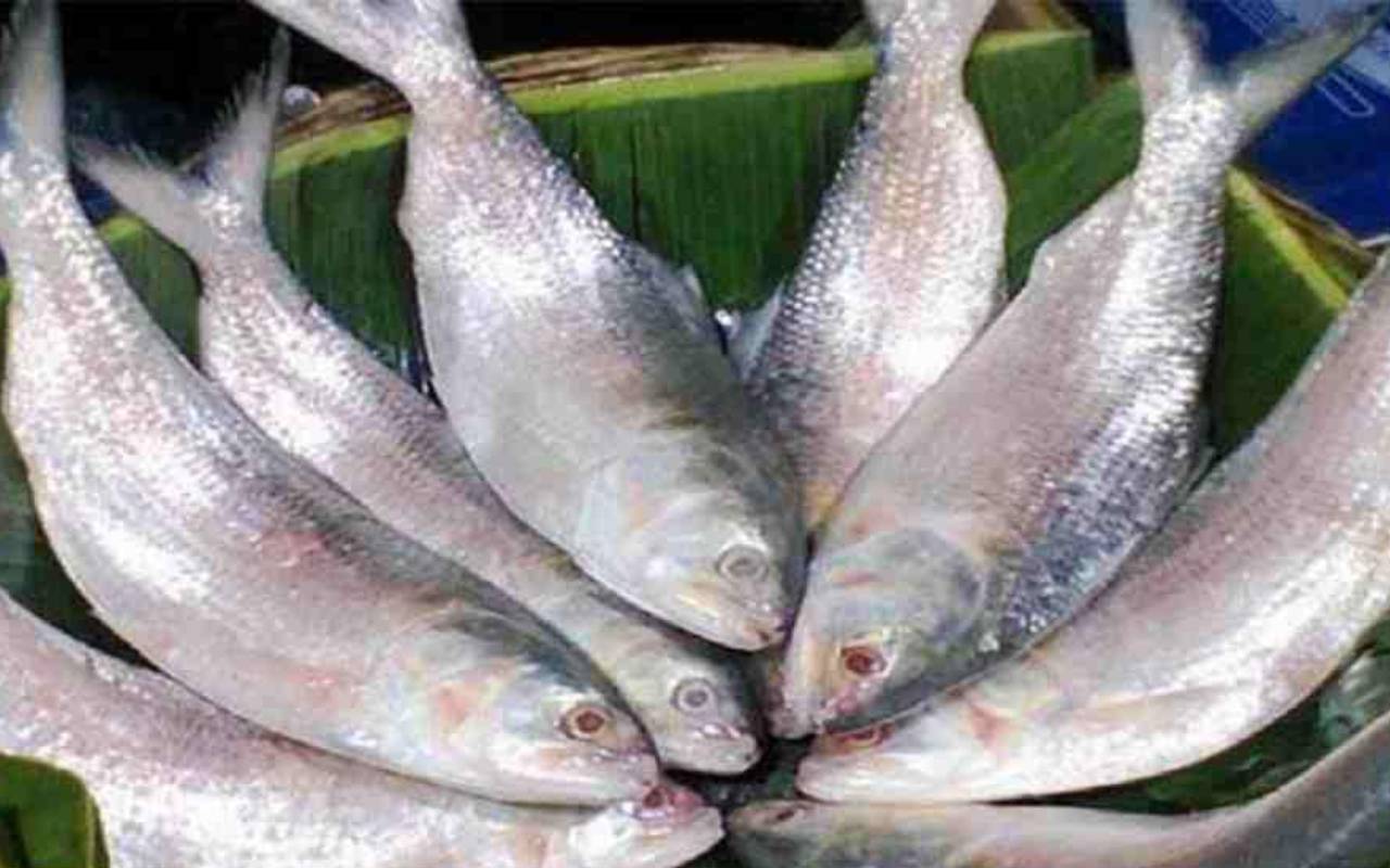 জানেন কি ইলিশ খেলে কী কী উপকার মেলে?