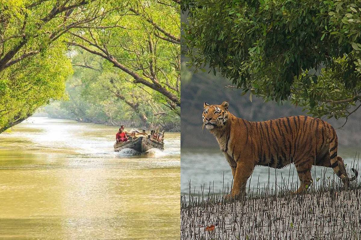 তিন মাস পর পর্যটকদের জন্য উন্মুক্ত হচ্ছে সুন্দরবন