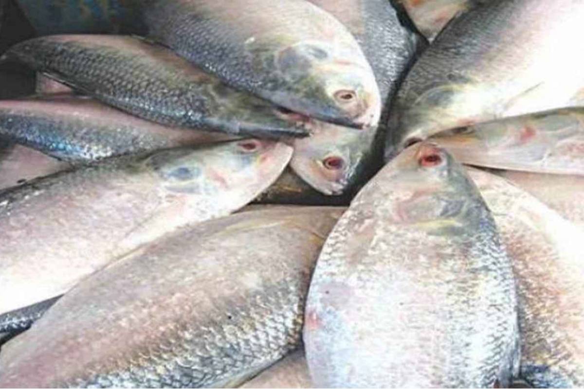 দুর্গাপূজায় ভারতে ইলিশ পাঠাবে যেসব প্রতিষ্ঠান