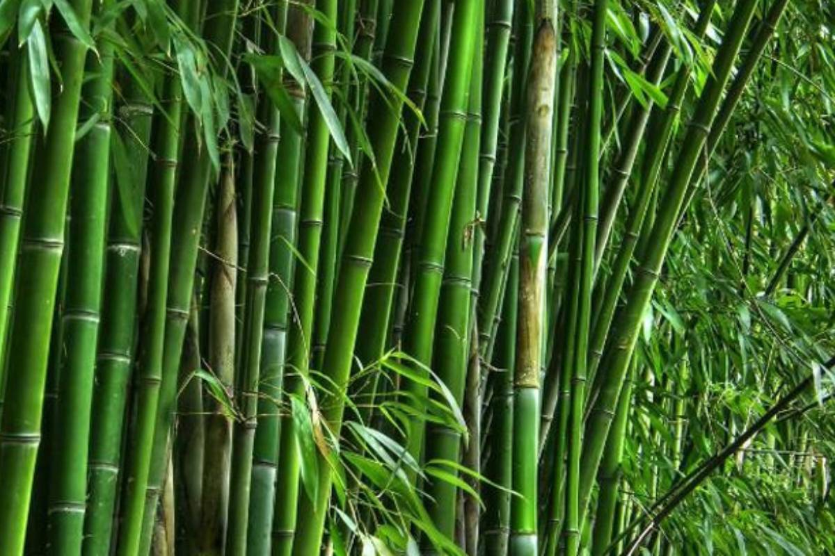 বিশ্ব বাঁশ দিবস আজ, খাবেন না দিবেন?