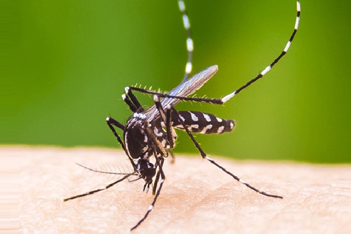 ভয়াবহ আকার ধারণ করছে ডেঙ্গু, একদিনে মৃ'ত্যু ১২