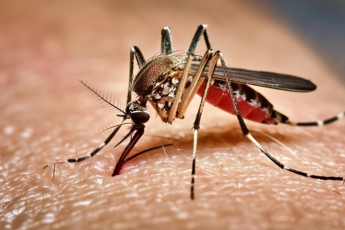 ডেঙ্গুতে আক্রান্ত আরও ২১৯, নেই ম’ত্যু