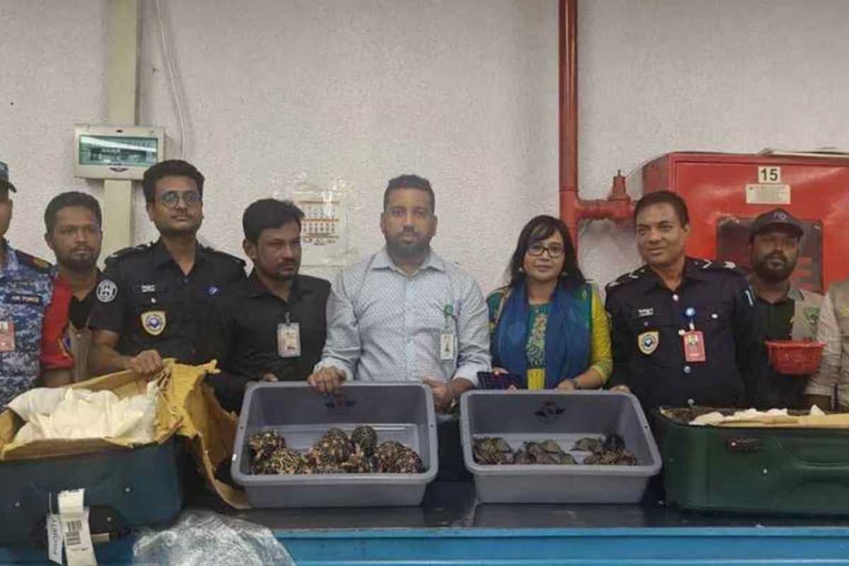 বিমানবন্দরে পাচারকালে ৯২৫ কচ্ছপ জব্দ