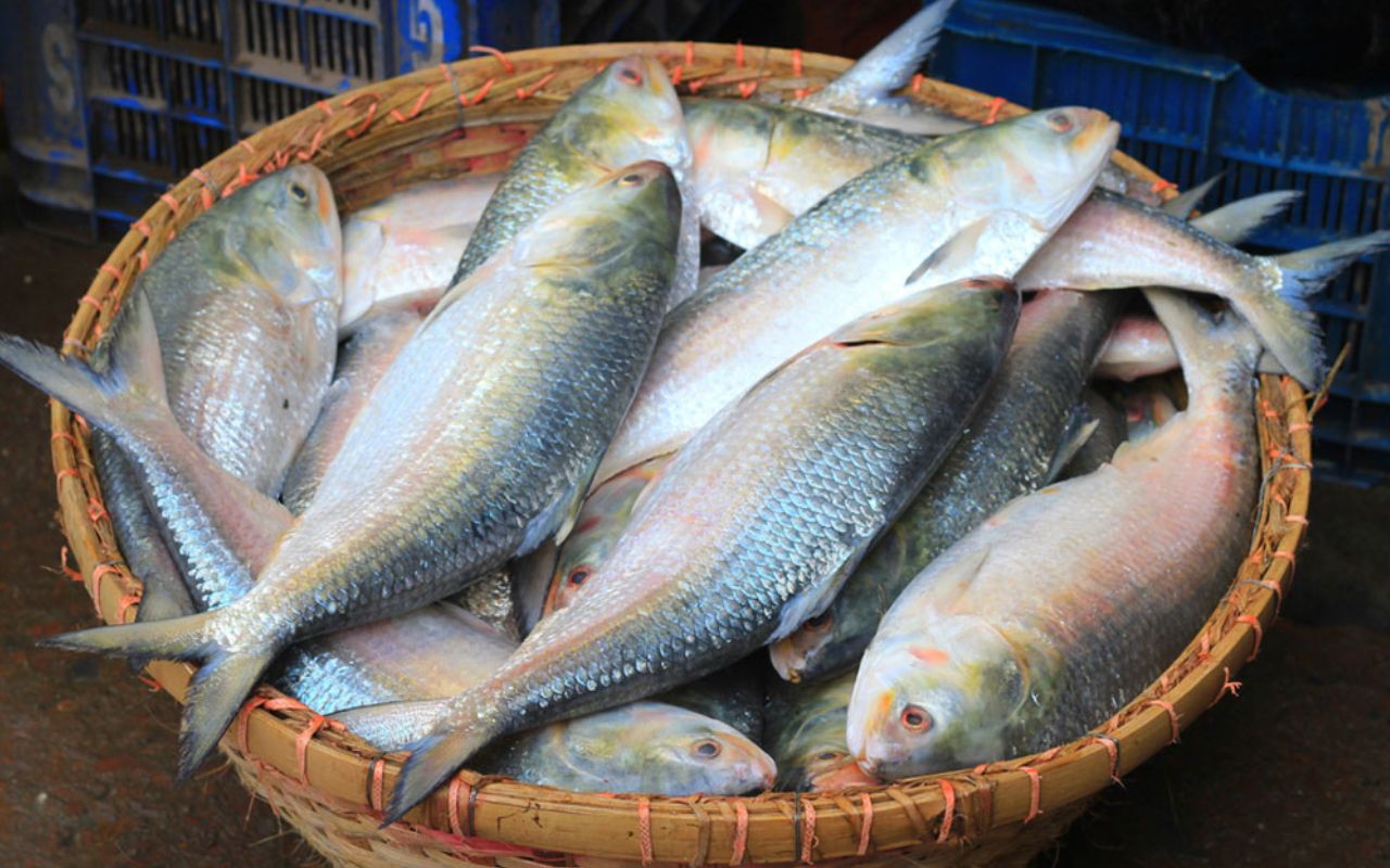 সরবরাহ ভালো, তবু ইলিশের দাম আকাশছোঁয়া!