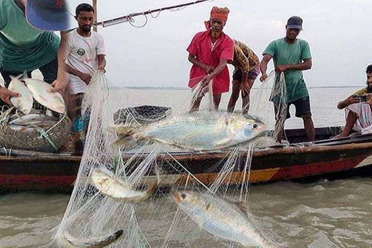 মেঘনা নদীতে ২২ দিন ইলিশ ধরা নিষিদ্ধ