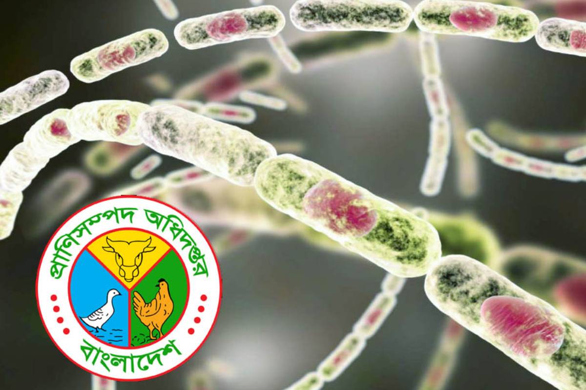 বাংলাদেশে অ্যানথ্রাক্সের প্রাদুর্ভাব: টিকাদান ও সচেতনতা কার্যক্রম জোরদার