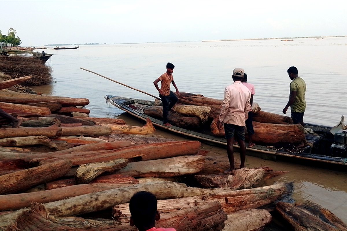 ভারত থেকে ভেসে আসা পচা কাঠ বিক্রি হচ্ছে লাল চন্দন ভেবে 