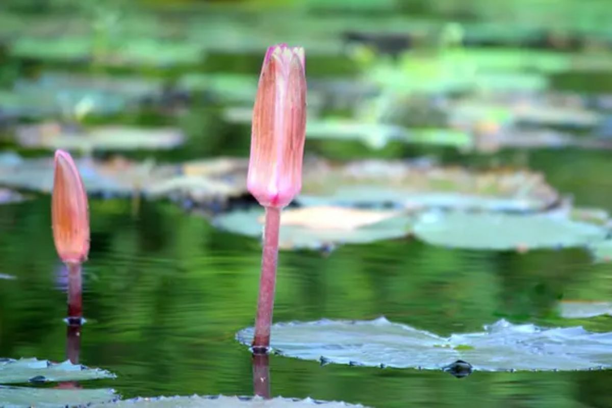 ইসির প্রতীক তালিকায় যুক্ত করল ‘শাপলা কলি’