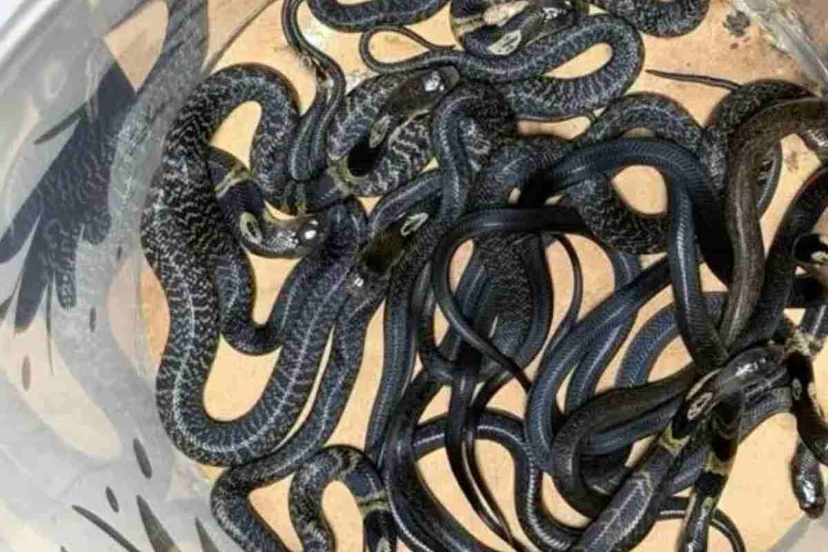 বাড়ি-বাড়ি হানা, ঢাকায় ৯ তলায়ও ধরা পড়ছে সাপ