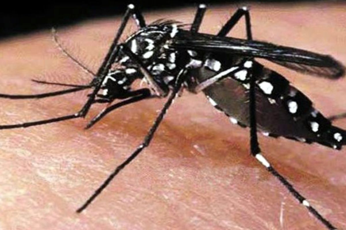 ২৪ ঘণ্টায় ডেঙ্গুতে মৃ’ত্যু নেই, নতুন রোগী ৪৮৮ জন