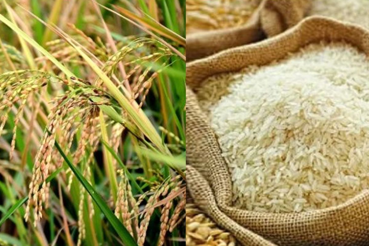 আমন মৌসুমে ধান–চাল কিনবে সরকার, নির্ধারিত হলো দাম