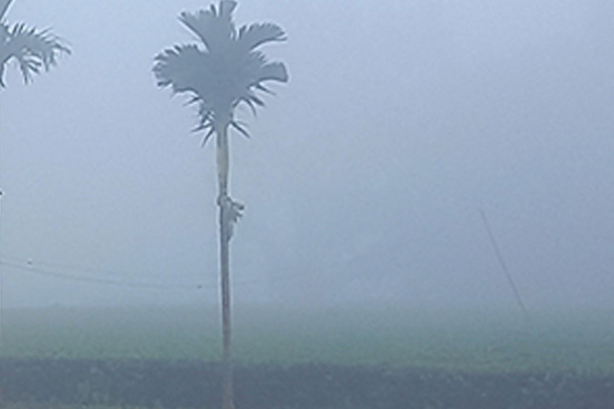 কুয়াশায় ঢেকে গেছে তেঁতুলিয়া, তাপমাত্রা নেমে ১২ ডিগ্রিতে