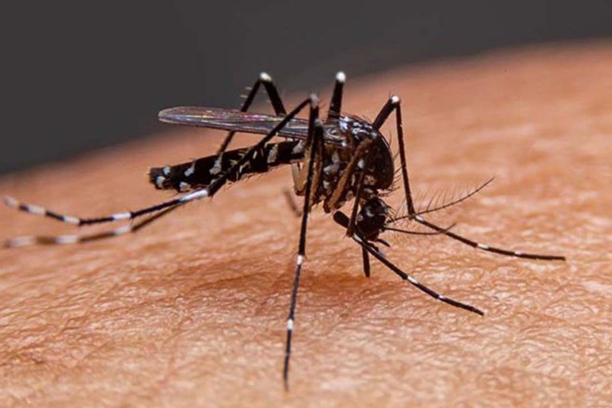 ডেঙ্গুতে তিন মৃ'ত্যু, নতুন আক্রান্ত ৮৩৩ জন