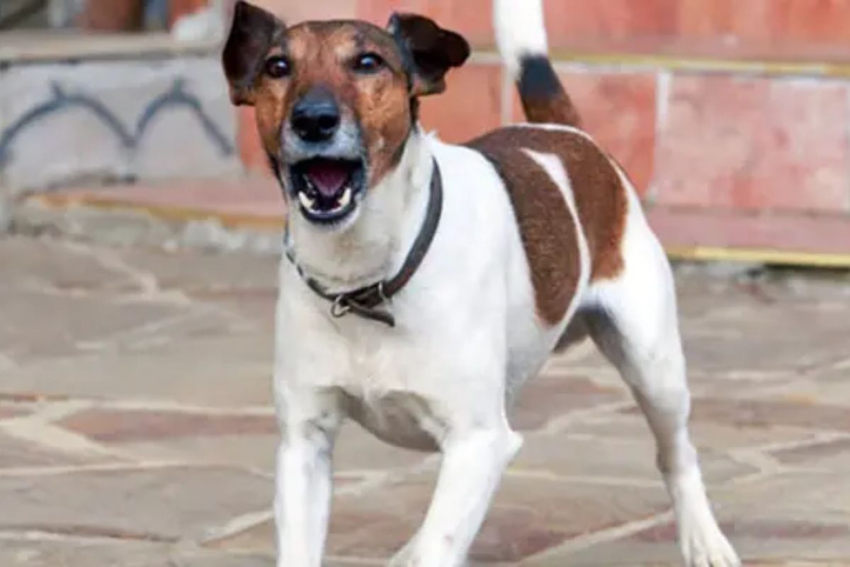 কুকুরের গুলিতে মালিক আহত, হাসপাতালে ভর্তি