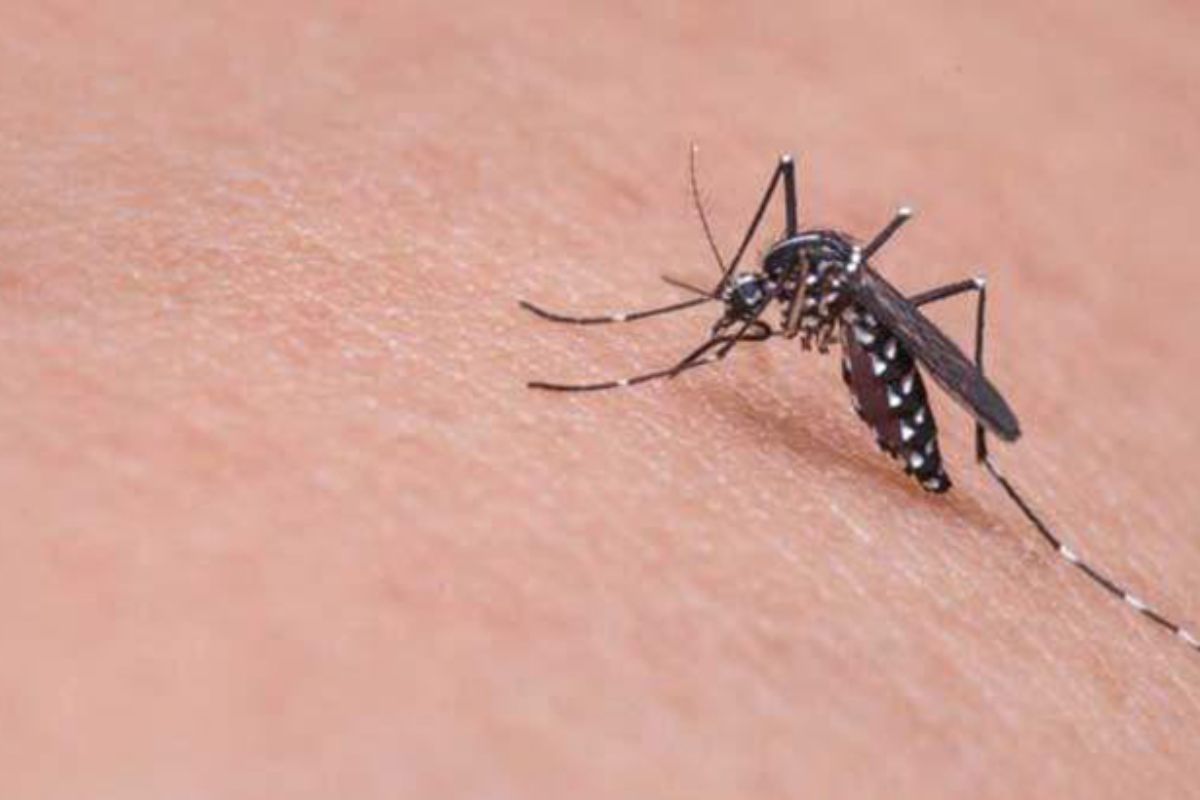 ডেঙ্গুতে ৫ মৃ'ত্যু, নতুন রোগী ৭৯২ জন