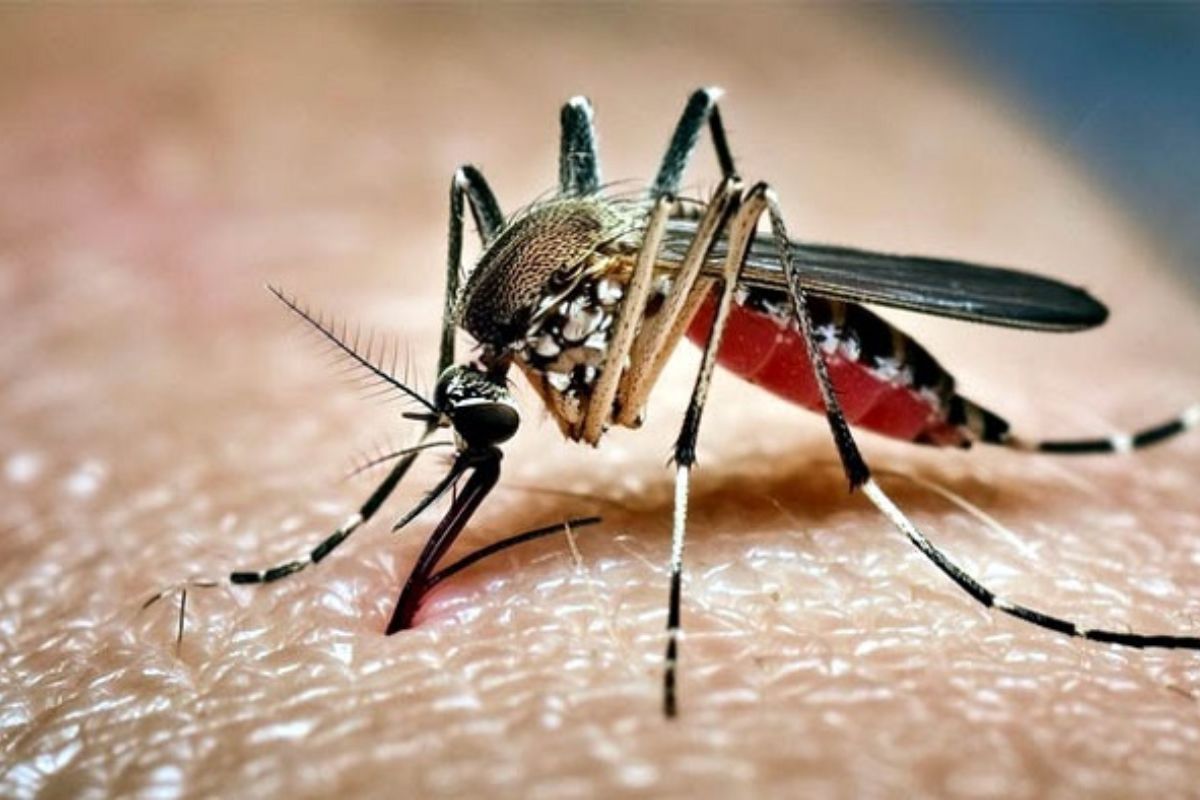 ডেঙ্গুতে আরও ছয় মৃ'ত্যু, নতুন রোগী ৭৮৮ জন