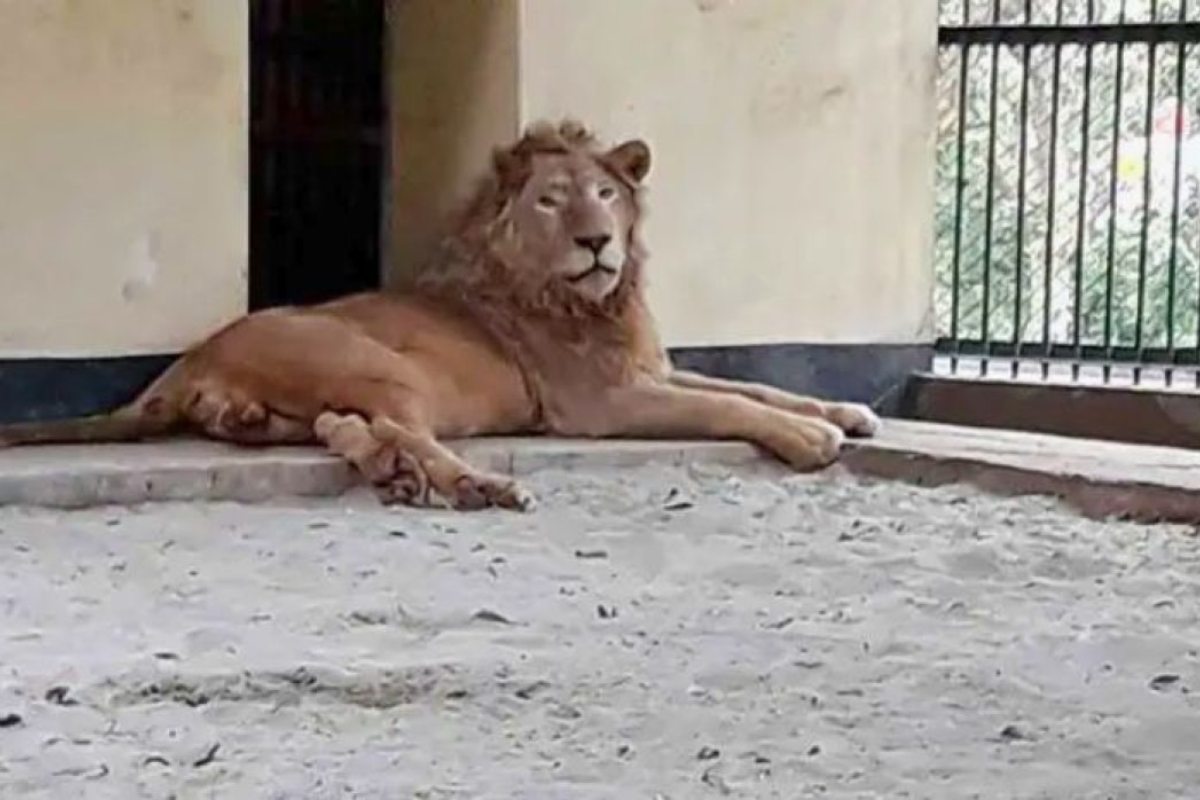 জাতীয় চিড়িয়াখানায় খাঁচা থেকে বেরিয়ে এলো সিংহ, নিয়ন্ত্রণে গানম্যান