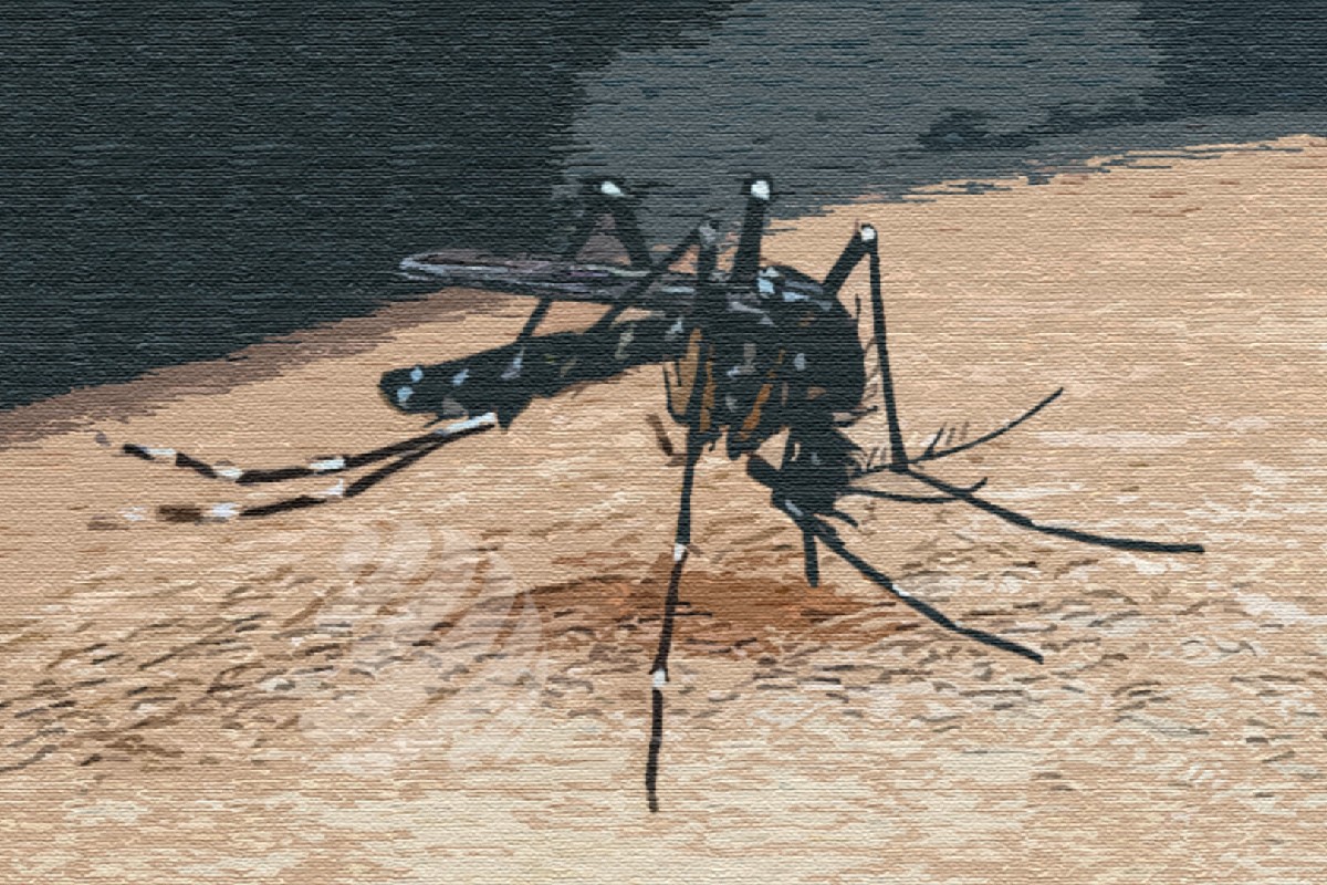 ডেঙ্গুতে ২৪ ঘণ্টায় মৃ'ত্যু ৩, হাসপাতালে ভর্তি ৪১১