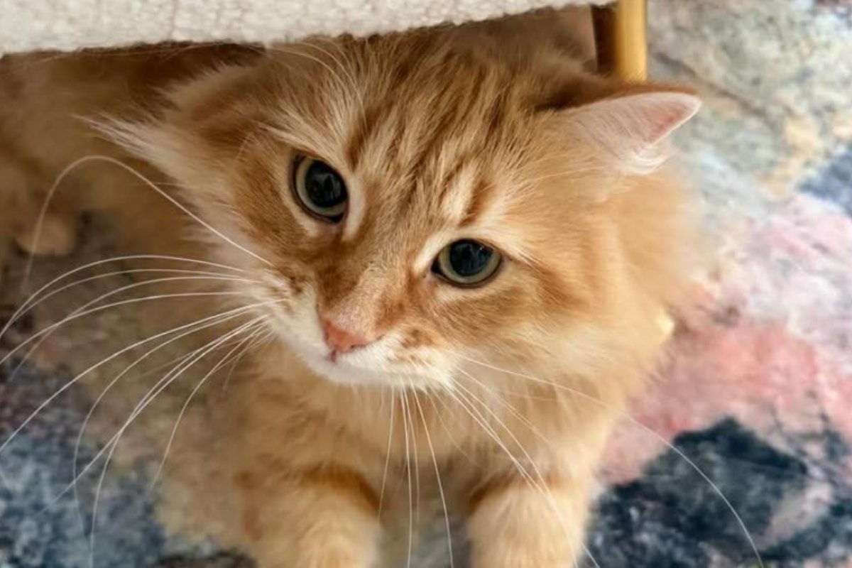 প্রিয় পোষা বিড়াল ‘জেবু’র অজানাকথা শোনালেন জাইমা রহমান