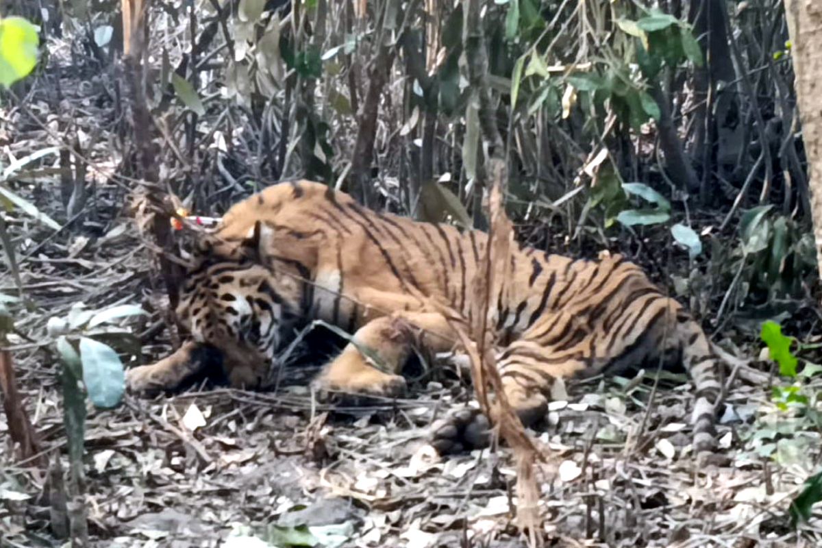 ৪ দিন ফাঁদে আটকে সুন্দরবনের বাঘ, উদ্ধার শেষে চিকিৎসা শুরু