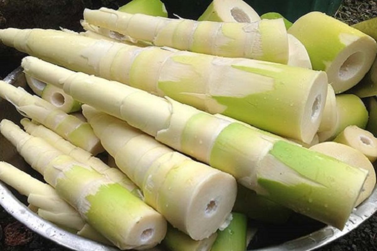 আধুনিক সুপারফুড ‘বাঁশের কোঁড়’: জানুন এর বিস্ময়কর পুষ্টিগুণ