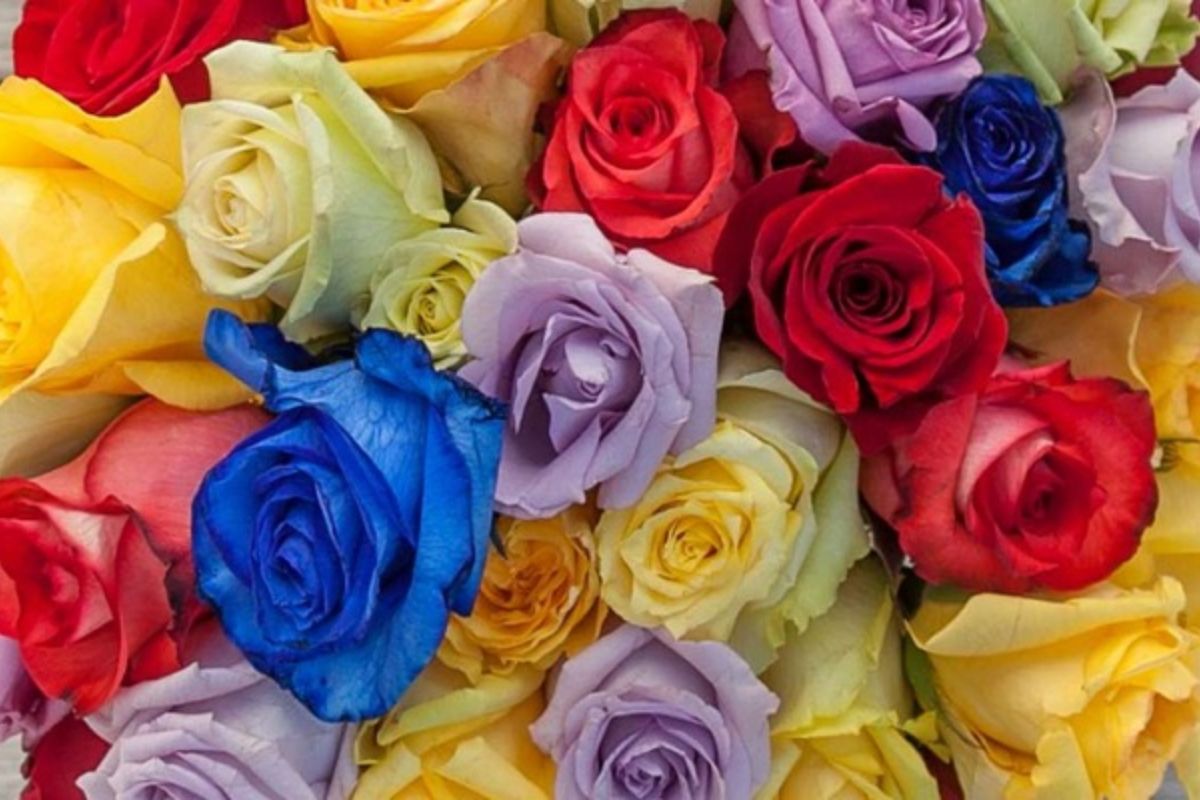রোজ ডে: আপনার সম্পর্কের জন্য কোন রঙের গোলাপটি সঠিক?