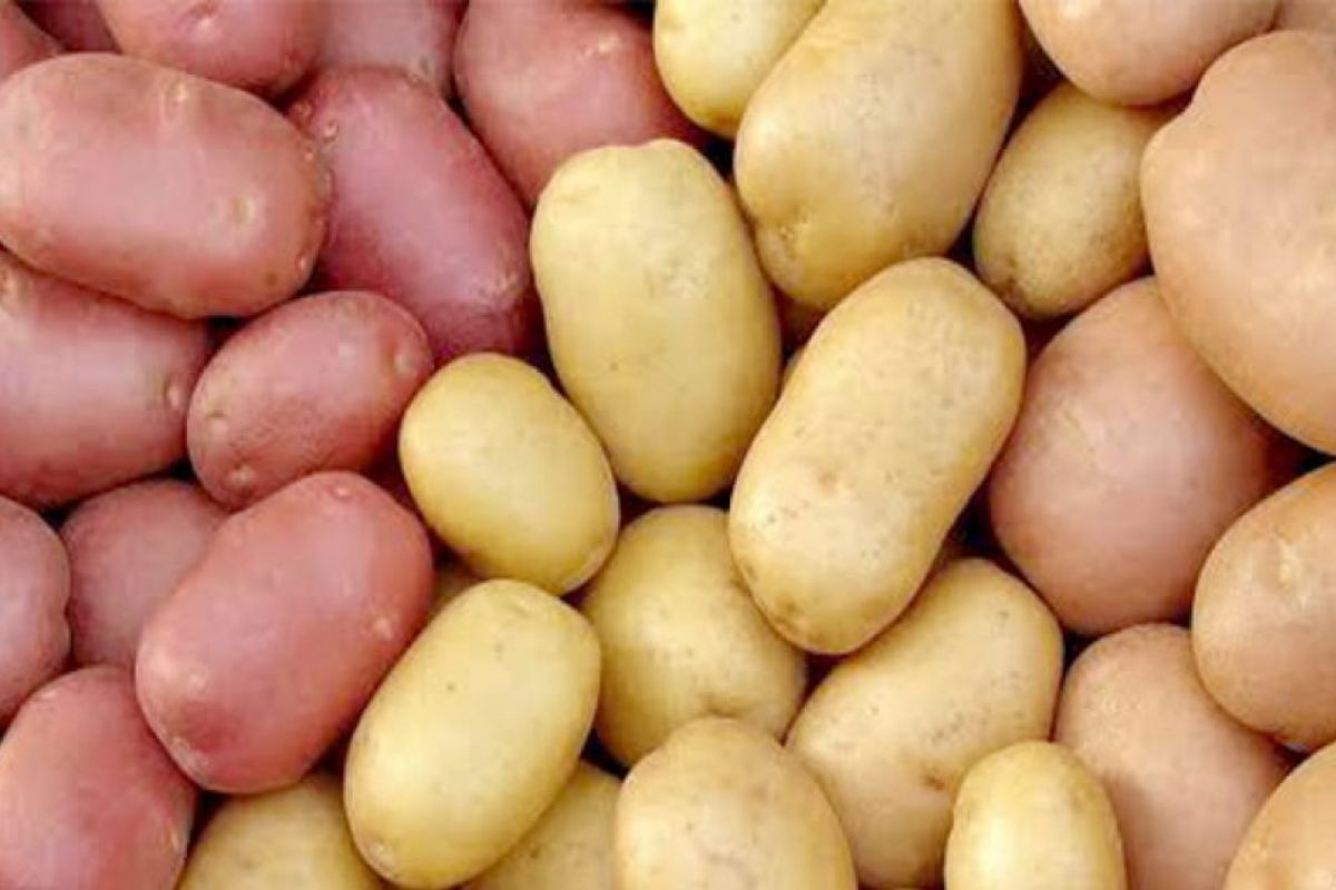 
জেনে নিন আলুর পুষ্টিগুণ ও স্বাস্থ্যঝুঁকি